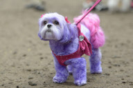 Diva Dog Day: Rekordversuch im Faschingskostüm
