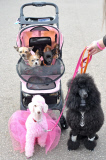 Diva Dog Day: Rekordversuch im Faschingskostüm