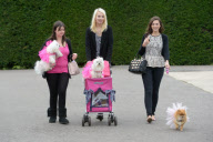 Diva Dog Day: Rekordversuch im Faschingskostüm