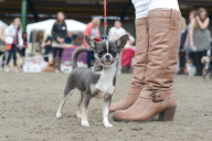 Diva Dog Day: Rekordversuch im Faschingskostüm