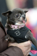 Diva Dog Day: Rekordversuch im Faschingskostüm