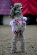 Diva Dog Day: Rekordversuch im Faschingskostüm