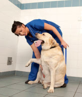 UK supersized pets are fighting the flab, Britain - Mar 2012