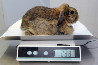 UK supersized pets are fighting the flab, Britain - Mar 2012