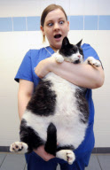 UK supersized pets are fighting the flab, Britain - Mar 2012