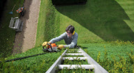 Patrick Cooke, who spends two weeks trimming 12, 30ft high yew tree pyramids at Athelhampton House, Dorset, Britain - 04 Oct 2012