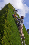 Patrick Cooke, who spends two weeks trimming 12, 30ft high yew tree pyramids at Athelhampton House, Dorset, Britain - 04 Oct 2012