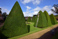 Patrick Cooke, who spends two weeks trimming 12, 30ft high yew tree pyramids at Athelhampton House, Dorset, Britain - 04 Oct 2012