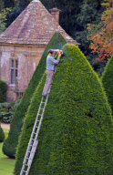 Patrick Cooke, who spends two weeks trimming 12, 30ft high yew tree pyramids at Athelhampton House, Dorset, Britain - 04 Oct 2012