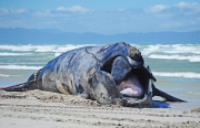 Carcass of Southern Right Whale removed from Capricorn beach, Cape Town, South Africa - 08 Oct 2012
