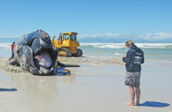Carcass of Southern Right Whale removed from Capricorn beach, Cape Town, South Africa - 08 Oct 2012