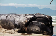 Carcass of Southern Right Whale removed from Capricorn beach, Cape Town, South Africa - 08 Oct 2012