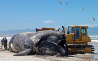 Carcass of Southern Right Whale removed from Capricorn beach, Cape Town, South Africa - 08 Oct 2012