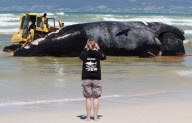Carcass of Southern Right Whale removed from Capricorn beach, Cape Town, South Africa - 08 Oct 2012