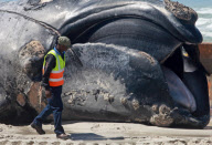 Carcass of Southern Right Whale removed from Capricorn beach, Cape Town, South Africa - 08 Oct 2012