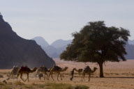 JORDANIE : WADI RUM, LE DESERT DU VERTIGE