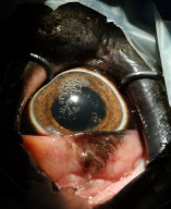 First UK cataract operation on an elephant, Paignton Zoo, Devon, Britain - 20 Sep 2012