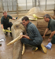 First UK cataract operation on an elephant, Paignton Zoo, Devon, Britain - 20 Sep 2012