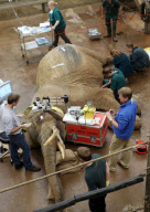 First UK cataract operation on an elephant, Paignton Zoo, Devon, Britain - 20 Sep 2012