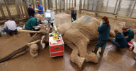 First UK cataract operation on an elephant, Paignton Zoo, Devon, Britain - 20 Sep 2012
