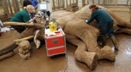 First UK cataract operation on an elephant, Paignton Zoo, Devon, Britain - 20 Sep 2012