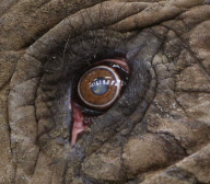 First UK cataract operation on an elephant, Paignton Zoo, Devon, Britain - 20 Sep 2012