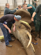First UK cataract operation on an elephant, Paignton Zoo, Devon, Britain - 20 Sep 2012