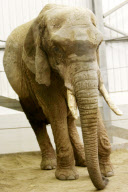 First UK cataract operation on an elephant, Paignton Zoo, Devon, Britain - 20 Sep 2012