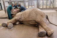 First UK cataract operation on an elephant, Paignton Zoo, Devon, Britain - 20 Sep 2012