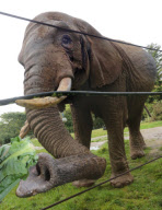 Elephant regains eyesight after undergoing succsessful cataract removal operation, Paignton Zoo, Devon, Britain - 14 Oct 2012
