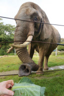Elephant regains eyesight after undergoing succsessful cataract removal operation, Paignton Zoo, Devon, Britain - 14 Oct 2012