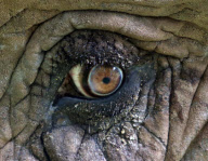 Elephant regains eyesight after undergoing succsessful cataract removal operation, Paignton Zoo, Devon, Britain - 14 Oct 2012