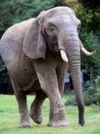 Elephant regains eyesight after undergoing succsessful cataract removal operation, Paignton Zoo, Devon, Britain - 14 Oct 2012