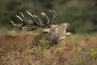Red deer rutting season at Bushy Park, London, Britain - 05 Oct 2012