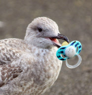 Bird with a dummy in its mouth, Cornwall, Britain - 15 Oct 2012