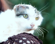 Katze verliert beide Ohren durch Krebsleiden