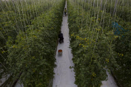 U.S. - Mexico tomato trade war