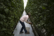 U.S. - Mexico tomato trade war