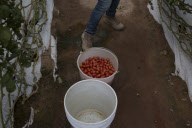 U.S. - Mexico tomato trade war