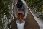 U.S. - Mexico tomato trade war