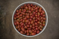U.S. - Mexico tomato trade war