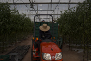 U.S. - Mexico tomato trade war