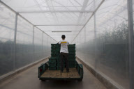 U.S. - Mexico tomato trade war
