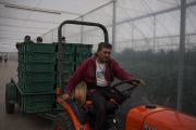 U.S. - Mexico tomato trade war