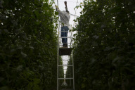 U.S. - Mexico tomato trade war