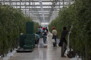 U.S. - Mexico tomato trade war