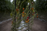 U.S. - Mexico tomato trade war