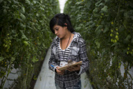 U.S. - Mexico tomato trade war