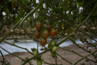 U.S. - Mexico tomato trade war