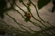 U.S. - Mexico tomato trade war